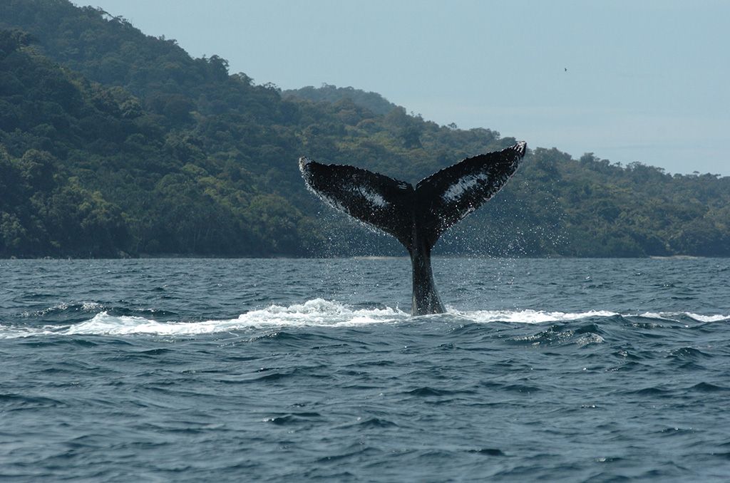 avistamiento-ballenas.jpg