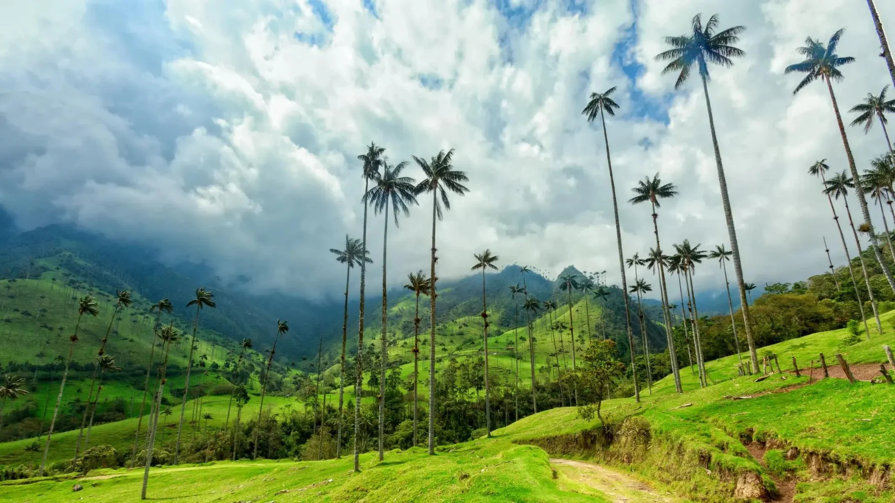 Pasadía Salento, Valle del Cocora y Filandia